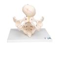 3B Scientific Childbirth Demonstration - w/ 3B Smart Anatomy 1000334